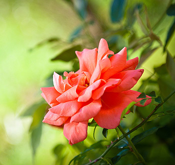 游戏点卡充值的可以留电话的骚扰网站