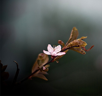电话轰炸机网页版