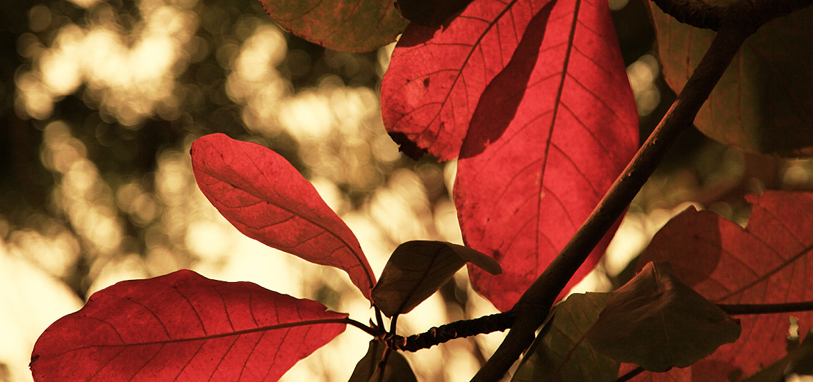 推荐一个手机号网页在线轰炸源码