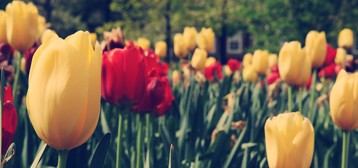 想买正版去哪的免费电话轰炸机